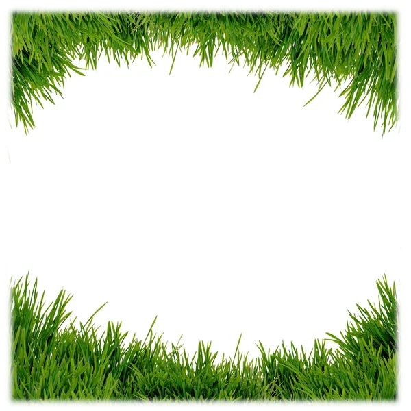 Grama verde isolada no fundo branco — Fotografia de Stock