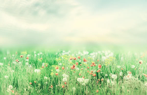 Hermoso paisaje de verano vintage con sol y flores — Foto de Stock