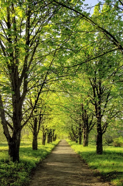 Belle allée des arbres dans le parc, fond naturel — Photo