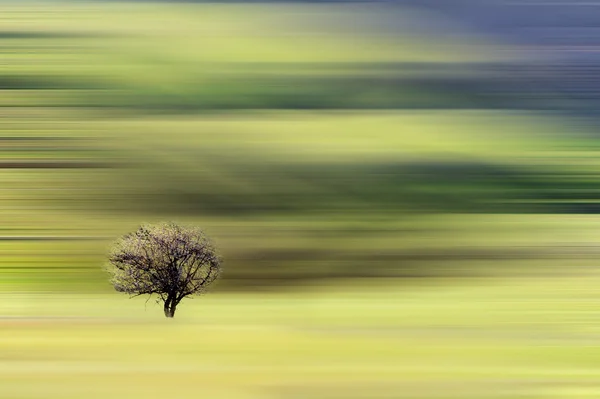 Ensamt träd på abstrakt bakgrund med effekten rörelse — Stockfoto