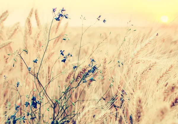 Vintage natural background, golden wheat field and summer flower — Stock Photo, Image