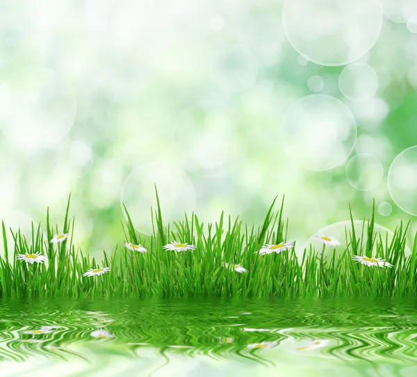 Grünes Gras mit Gänseblümchenblümchen und Reflexion über Wasser, natürlich — Stockfoto