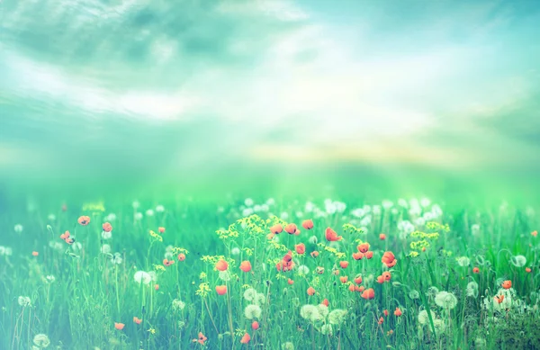 Beautiful spring landscape with sun and flowers — Stock Photo, Image