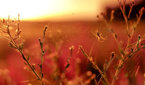 Spider weaves web, summer sunny landscape — Stock Photo, Image