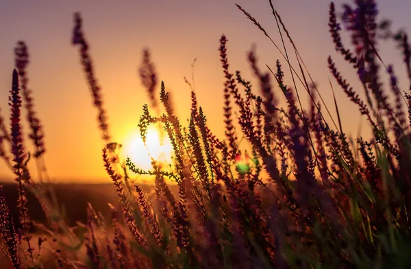Άνθη το καλοκαίρι σε φόντο ηλιοβασίλεμα, φυσικό — Φωτογραφία Αρχείου