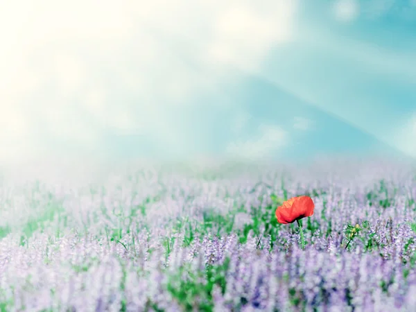Alone poppy in lavander under the sunny sky, summer natural land — Stock Photo, Image