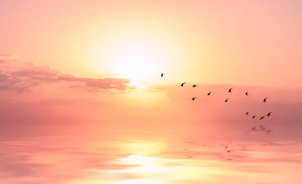 Beautiful sky on sunset or sunrise with flying birds to the sun, — Stock Photo, Image