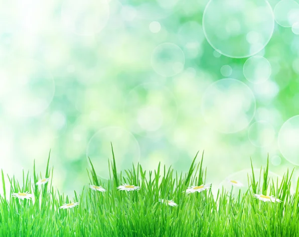 Зелена трава з ромашковими квітами ізольовані на білому, літньому фоні — стокове фото