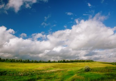 çim ve ağaçların ufukta bulutlu gökyüzü, yaz veya s