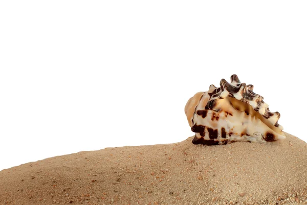 Shell on sandy beach closeup and isolated with place for your te — Stock Photo, Image