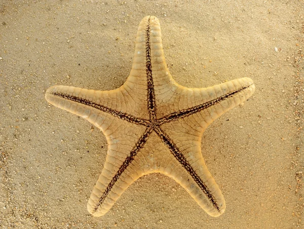 Starfish on sandy beach closeup — Stock Photo, Image