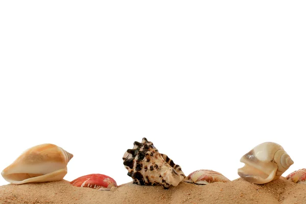 Shell on sandy beach closeup and isolated with place for your te — Stock Photo, Image