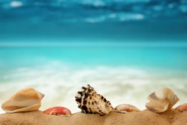 Conchiglie primo piano sulla spiaggia di sabbia e sfondo astratto, con plac — Foto Stock