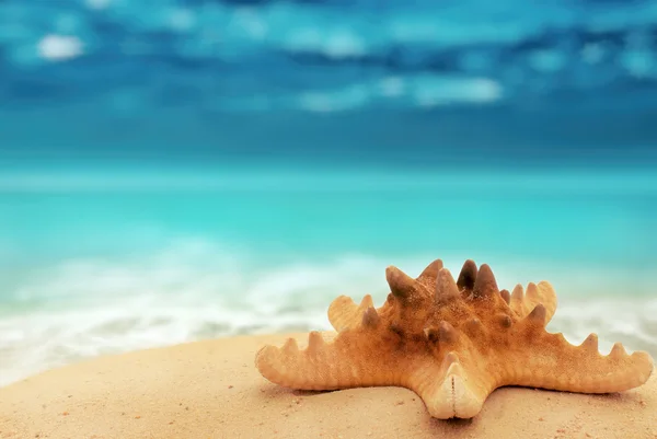 Closeup seastar on sandy beach and abstract background, with pla — Stock Photo, Image
