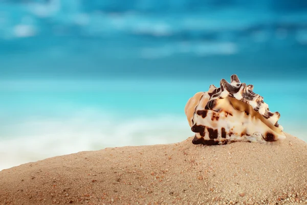 Closeup shell on sandy beach and abstract nature background  wit — Stock Photo, Image