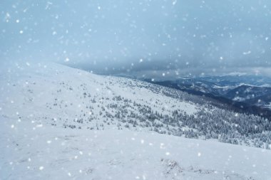 Karla kaplı köknar ağaçları ve dağlar. Güzel kış manzarası