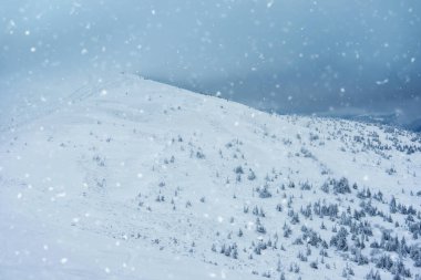 Karla kaplı köknar ağaçları ve dağlar. Güzel kış manzarası