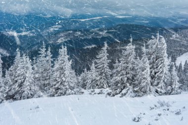 Karla kaplı köknar ağaçları ve dağlar. Güzel kış manzarası