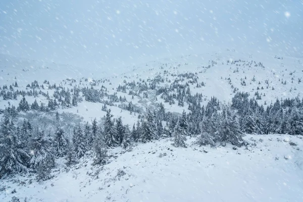 雪に覆われたモミの木や山 美しい冬の風景 — ストック写真