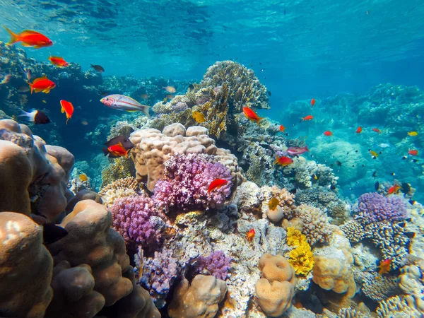 Colorful Corals Exotic Fishes Bottom Red Sea Beautiful Natural Summer — Stock Photo, Image