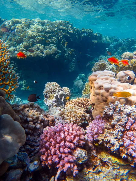 Colorful Corals Exotic Fishes Bottom Red Sea Beautiful Natural Summer — Stock Photo, Image