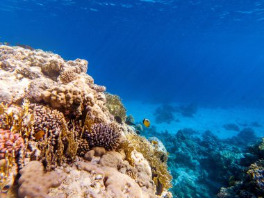 Kızıl denizin dibindeki renkli mercanlar ve egzotik balıklar. Güzel doğal yaz geçmişi