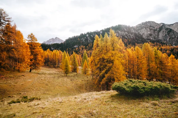 Bel Automne Doré Dans Les Montagnes Fond Naturel Dolomites Alpes — Photo