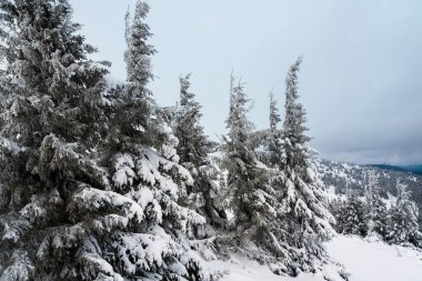 Harika bir kış ormanı. Karla kaplı köknar ağaçları. Güzel kış manzarası