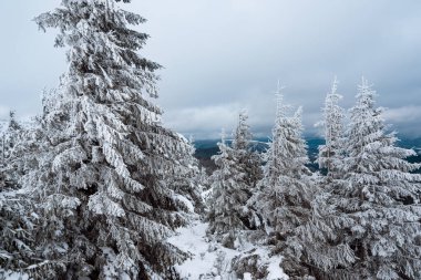 Harika bir kış ormanı. Karla kaplı köknar ağaçları. Güzel kış manzarası