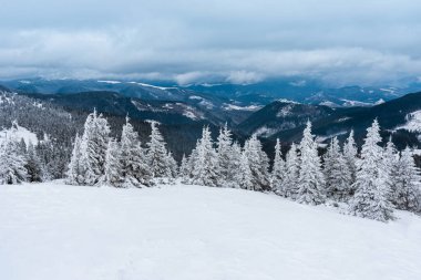 Harika bir kış ormanı. Karla kaplı köknar ağaçları. Güzel kış manzarası