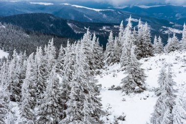 Harika bir kış ormanı. Karla kaplı köknar ağaçları. Güzel kış manzarası