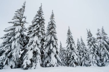 Karla kaplı köknar ağaçları. Şaşırtıcı kış manzarası