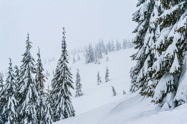 Karla Kaplı Köknar Ağaçları Şaşırtıcı Kış Manzarası — Stok fotoğraf