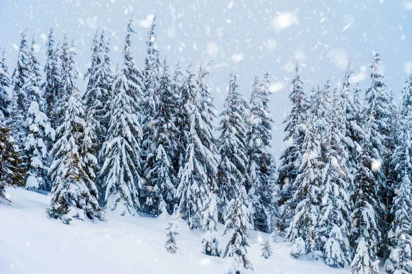 Ели Покрытые Снегом Удивительный Зимний Пейзаж — стоковое фото