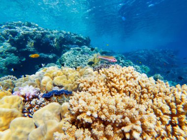 Kızıl denizin dibindeki renkli mercanlar ve egzotik balıklar. Güzel doğal yaz geçmişi