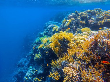 Renkli mercan resifleri ve parlak balıklar