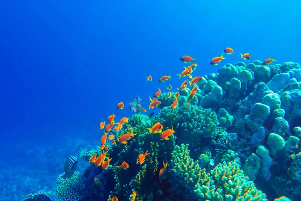 Renkli Mercan Resifleri Parlak Balıklar — Stok fotoğraf
