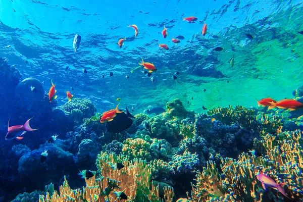カラフルなサンゴ礁と鮮やかな魚 — ストック写真