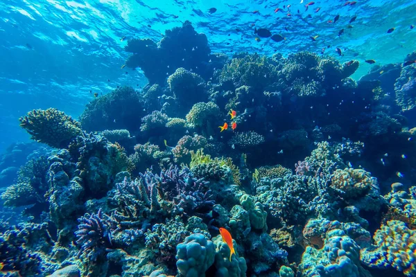 Барвистий Кораловий Риф Яскрава Риба — стокове фото