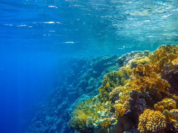 Farbenfrohe Korallenriffe Und Helle Fische — Stockfoto