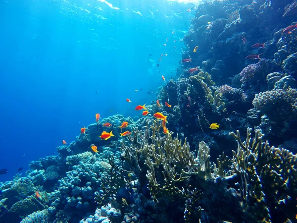 Récif Corallien Coloré Poissons Lumineux — Photo