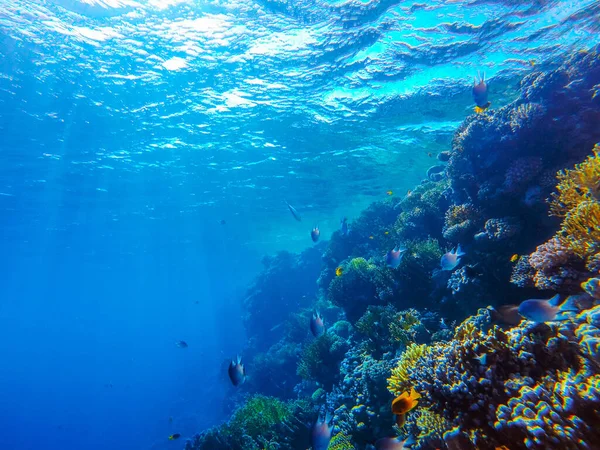 Farbenfrohe Korallenriffe Und Helle Fische Stockbild