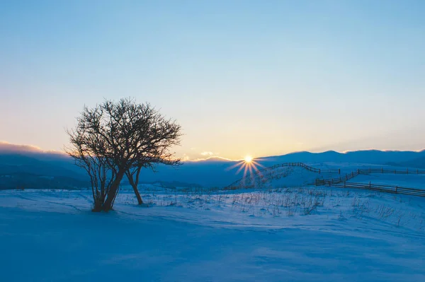 Winterlandschap Met Bergen Aan Horizon Dennenbomen Bedekt Met Sneeuw Prachtig — Stockfoto