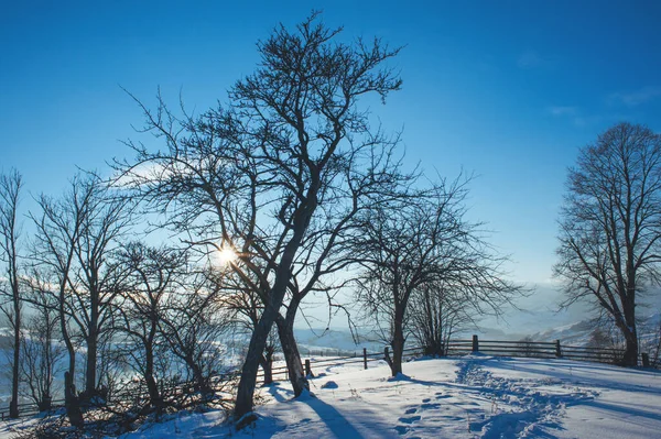 Зимний Пейзаж Горами Горизонте Ели Покрытые Снегом Красивый Зимний Пейзаж — стоковое фото