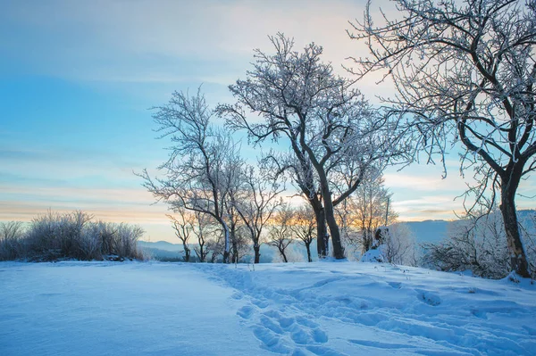 Zimní Krajina Horami Obzoru Jedle Pokryté Sněhem Krásná Zimní Krajina — Stock fotografie