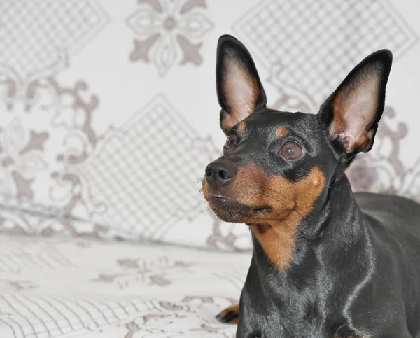 Miniatűr Pinscher Közelkép Egy Kutya Portréja Legkisebb Segítő Kutya Okos — Stock Fotó