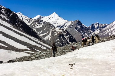 Zanskar, India - July 2012: An Indian trekker walking on a trail covered in white snow in the high altitude wilderness of a remote trek in the Himalayan region of Zanskar.