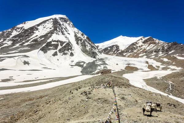 Snow Capped Himalayan Mountains Towering Horses Grazing Wilderness Zanskar Range — Stock Photo, Image