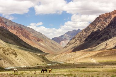 Himalaya 'nın Zanskar' daki Kargyak köyü etrafındaki geniş açık arazilerin yeşil çayırlarında otlayan atlar..