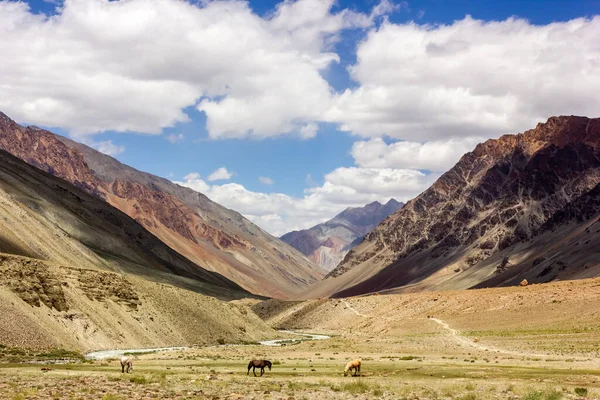 Himalaya 'nın Zanskar' daki Kargyak köyü etrafındaki geniş açık arazilerin yeşil çayırlarında otlayan atlar..